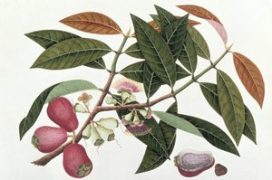 Jamboo Telore mera of Eugenia Malacceusis, uit Tekeningen van Planten uit Malakka, c.1805-18